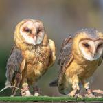 berated-barn-owls.jpg