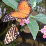 stratford-butterfly-farm-orange-290x275.jpg
