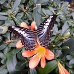 butterflyflower.jpg