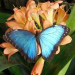 butterfly-farm-blue-morpho-higher-resolution-300-dpi.jpg